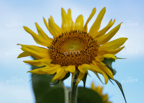 Sunflowers 160160