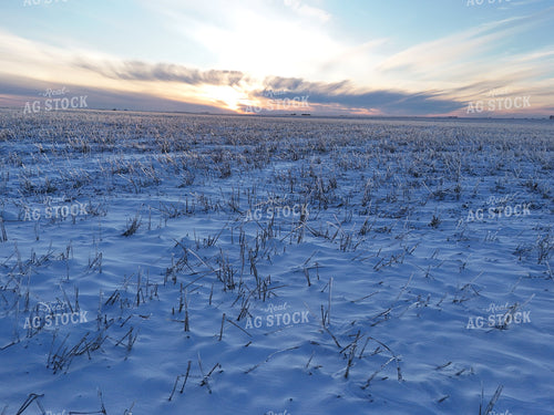 Snow Covered Wheat Field 239095