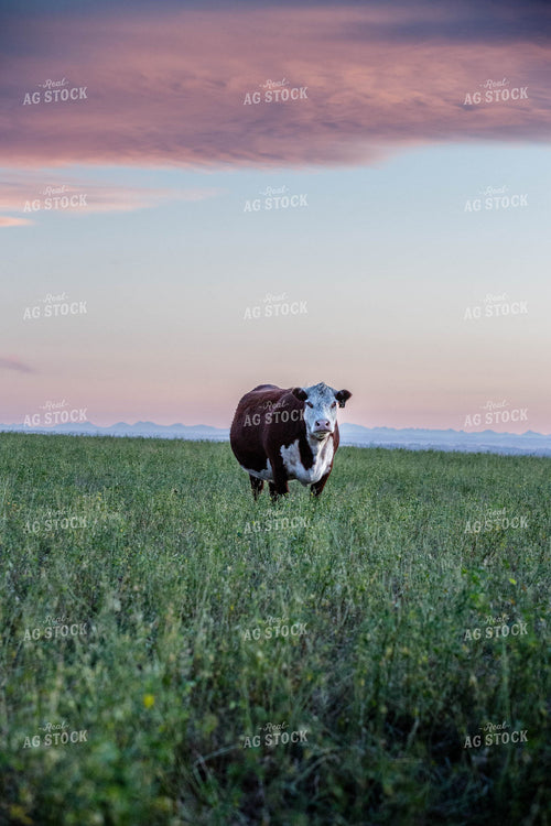 Hereford Cattle on Pasture 81159