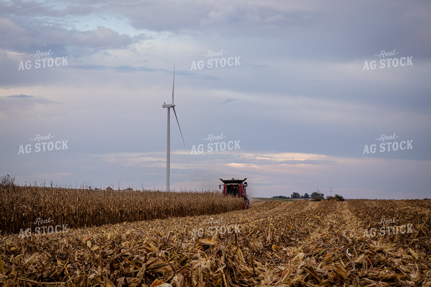 Corn Harvest 268200