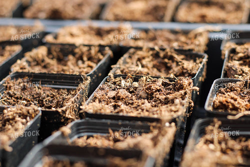 Planting Seeds in Greenhouse 240010