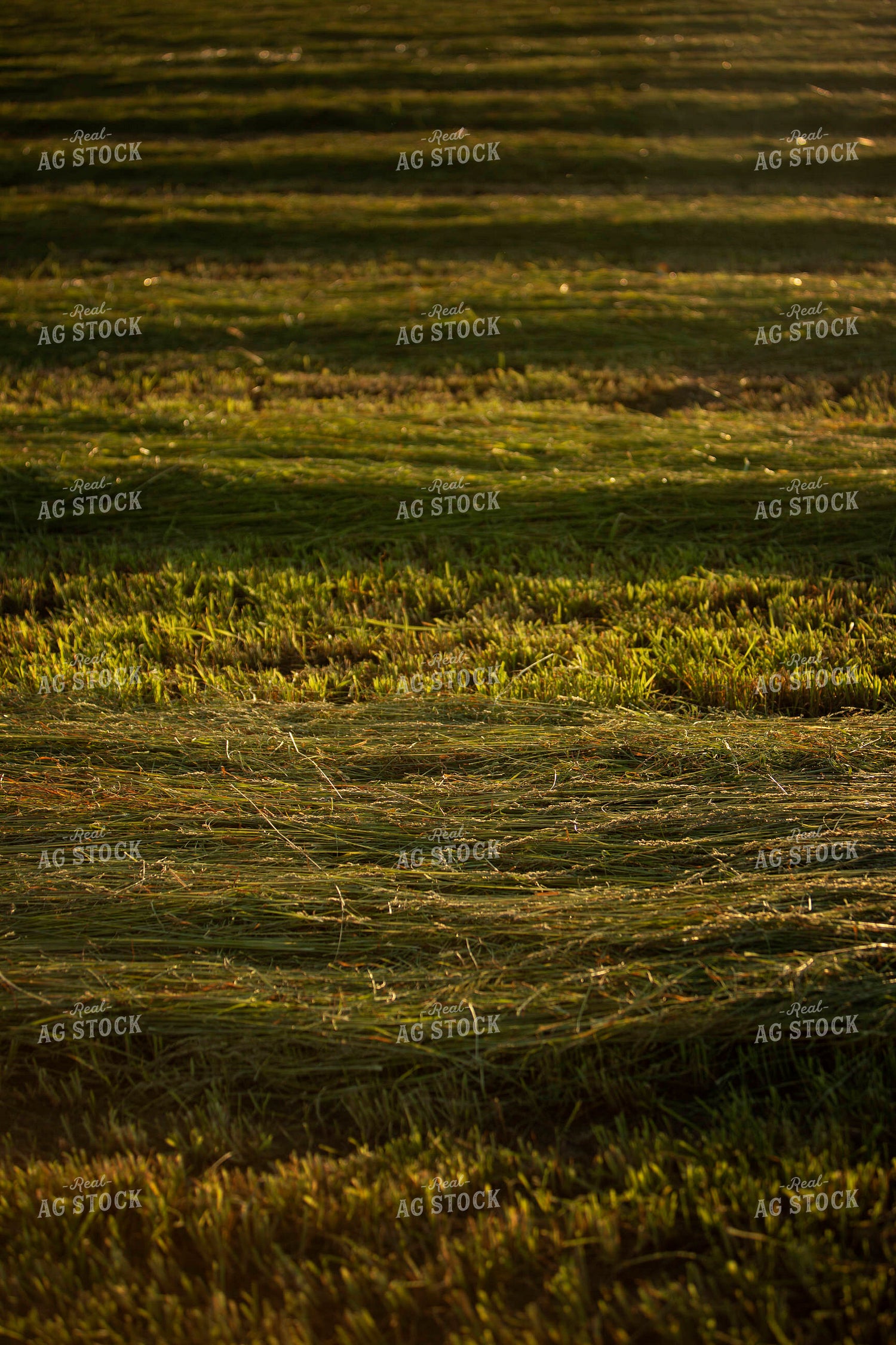 Cutting Hay 4942
