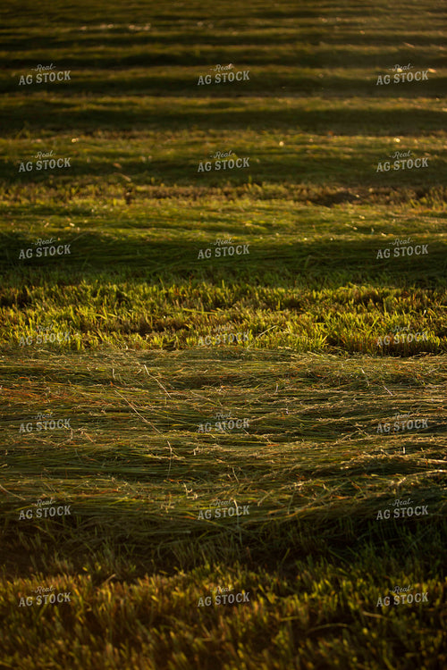 Cutting Hay 4942