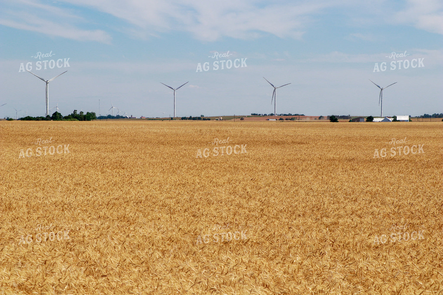 Dried Wheat Field 60012