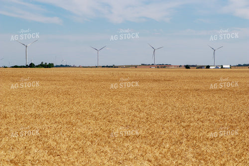 Dried Wheat Field 60012
