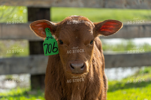 Close-Up of a Calf With Ear Tag in a Sunny Pasture 65206