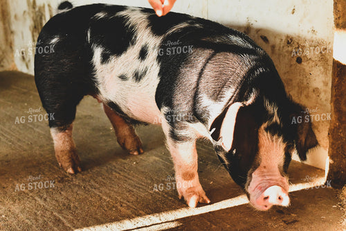 Pig on Concrete Floor 86021