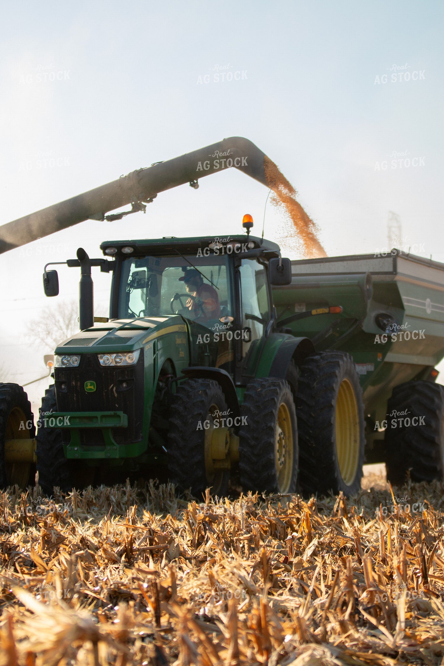 Corn Harvest 157261