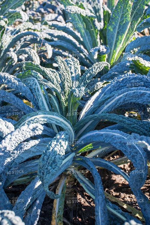 Kale 50188