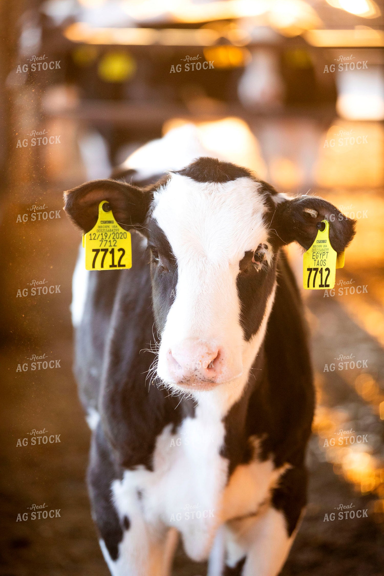 Holstein Calf 55240