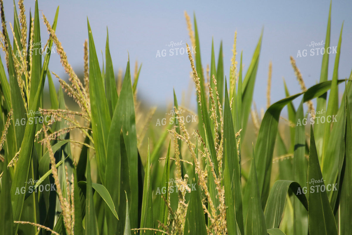 Mid-Season Corn Field 82475