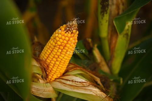 Semidried Corn Ear 191247