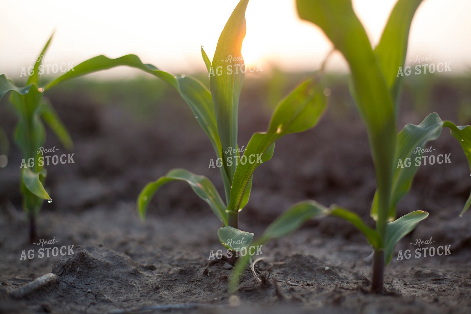 Corn - Early Growth 1195