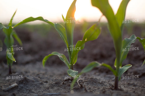 Corn - Early Growth 1195