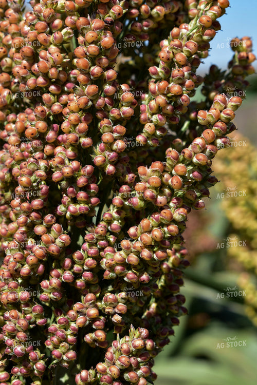 Sorghum Berries 156132