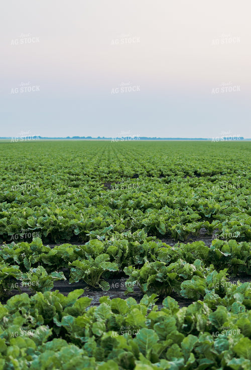 Sugar Beet Field 204031