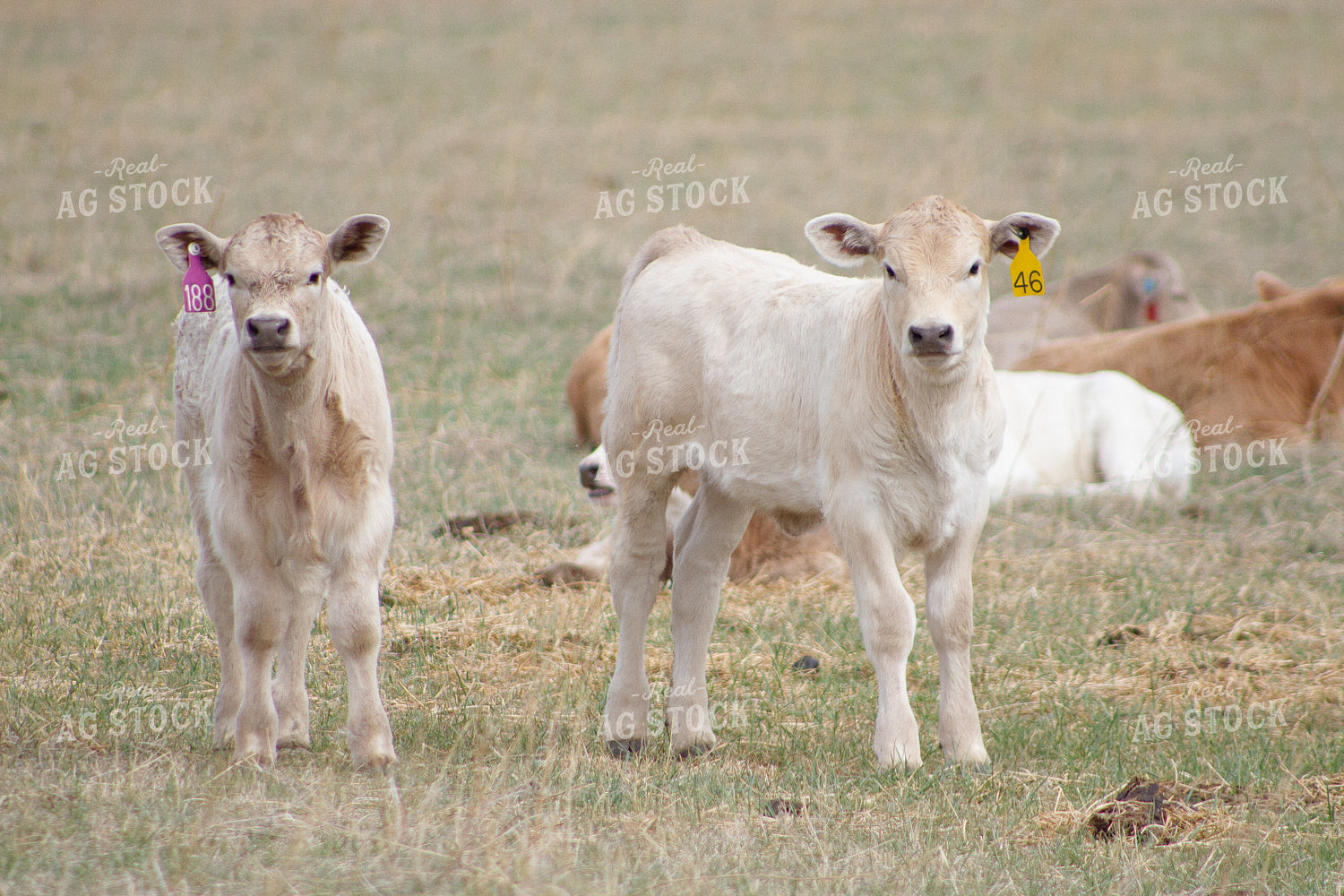 Charolais Calves in Pasture 117008