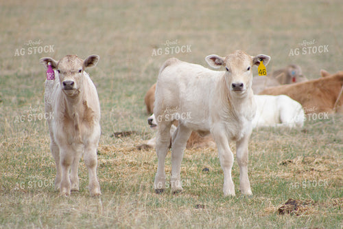 Charolais Calves in Pasture 117008