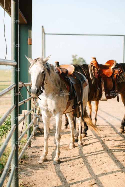 Saddled Horses Tied Up Along Fence 125117