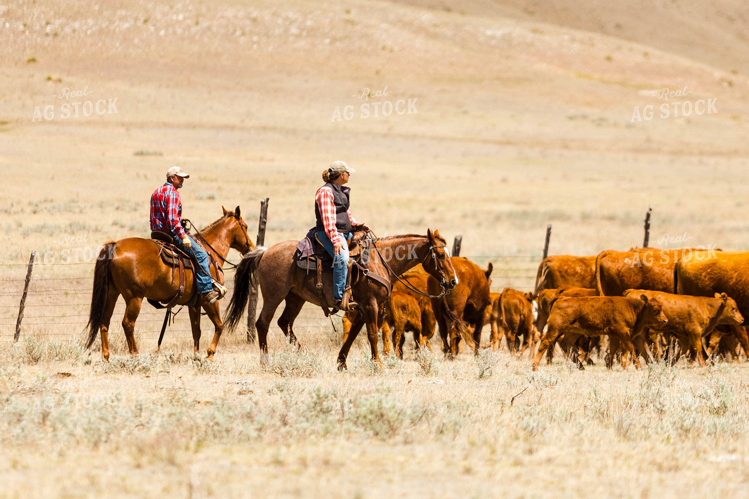 Ranchers Gathering Cattle on Horseback 97206