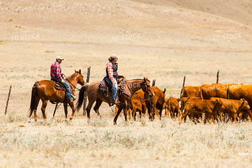 Ranchers Gathering Cattle on Horseback 97206