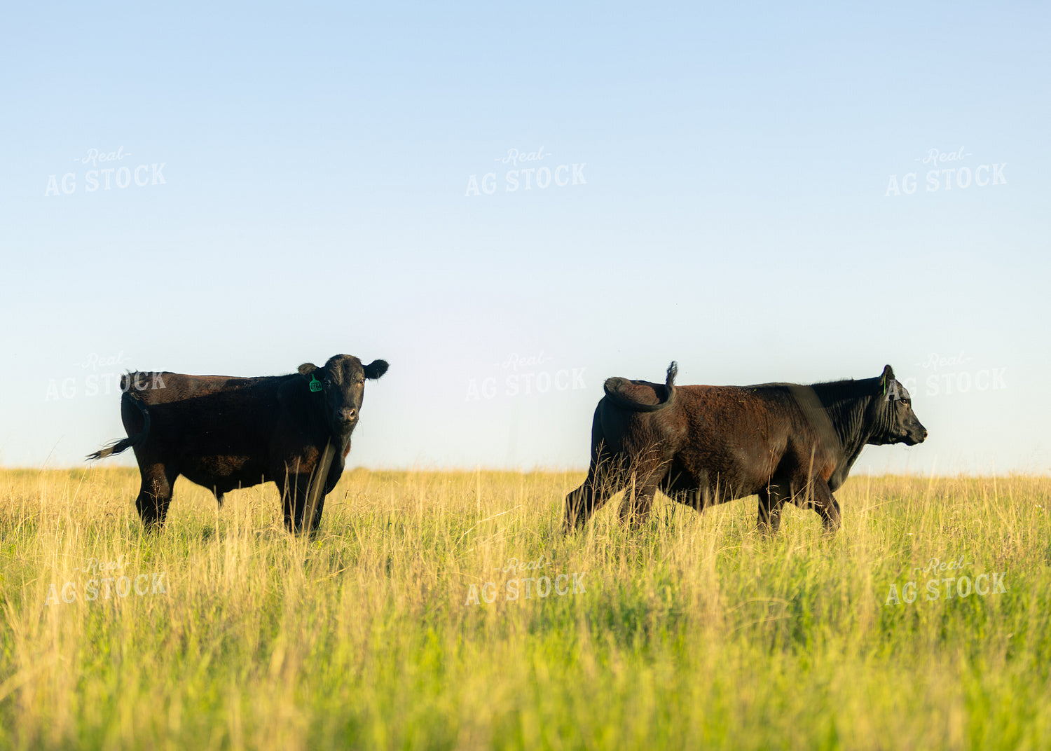 Cattle on Pasture 264034