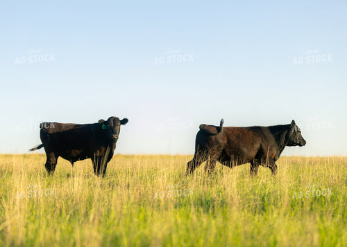 Cattle on Pasture 264034