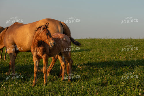 Horse and Foal 189061