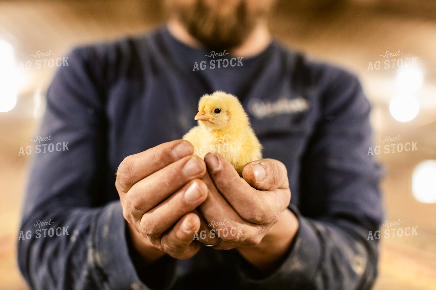Farmer Holding Chick 280012