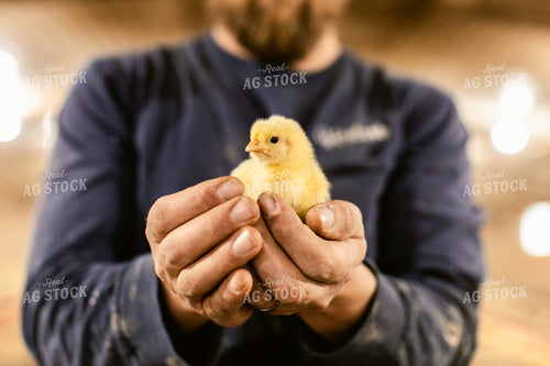 Farmer Holding Chick 280012