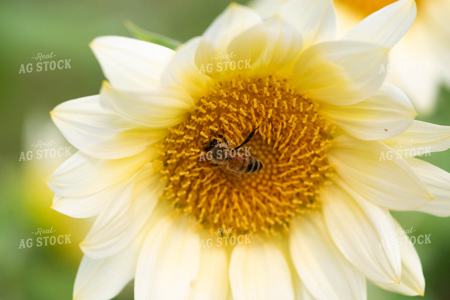 Bee on Flower 182013
