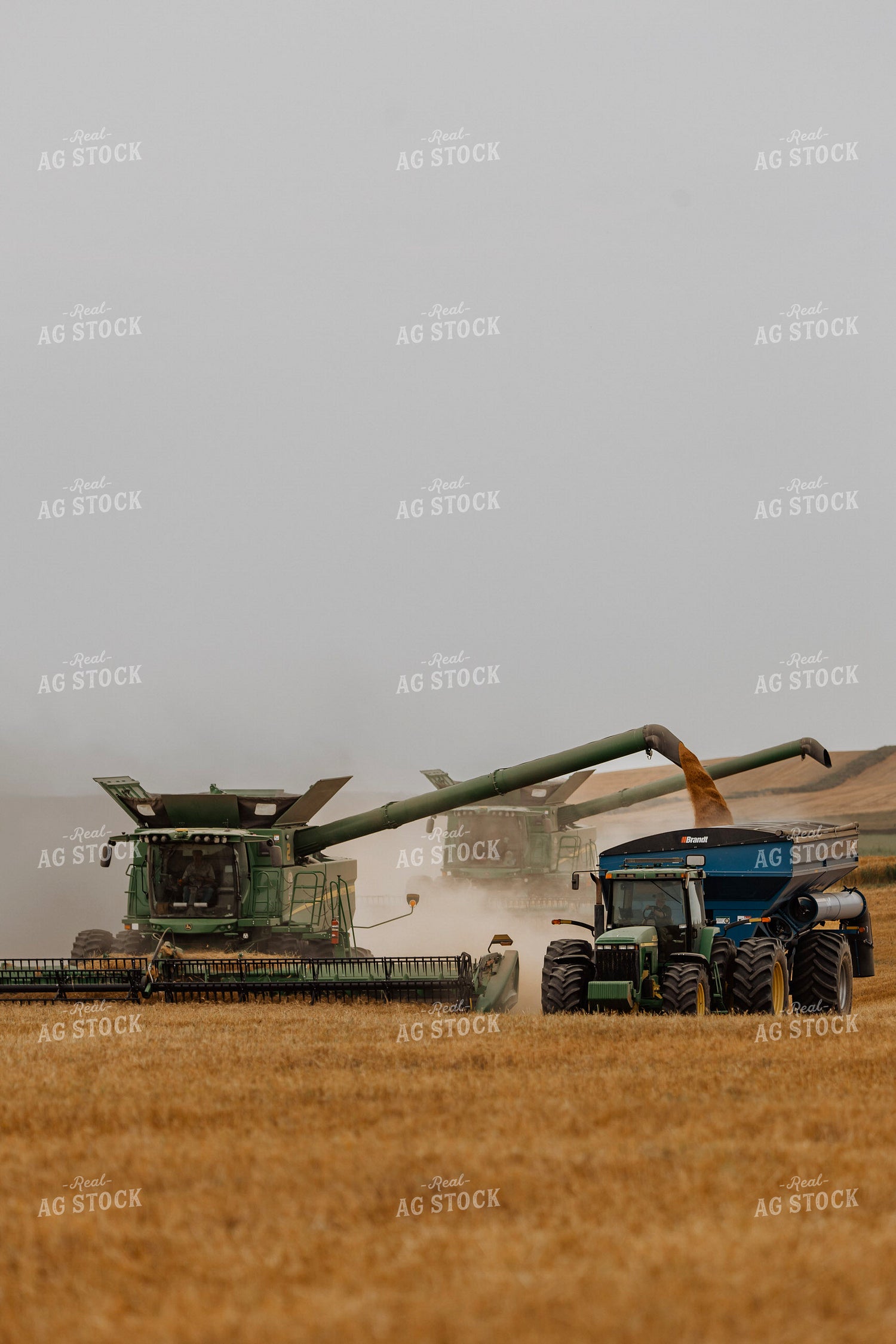 Wheat Harvest 187206