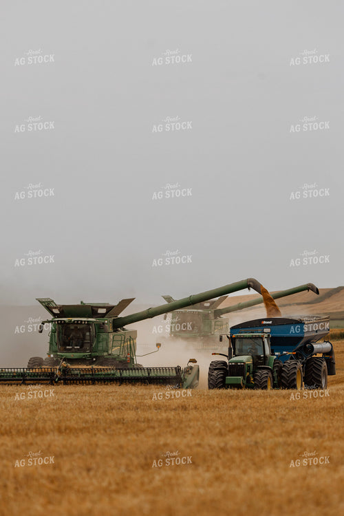 Wheat Harvest 187206