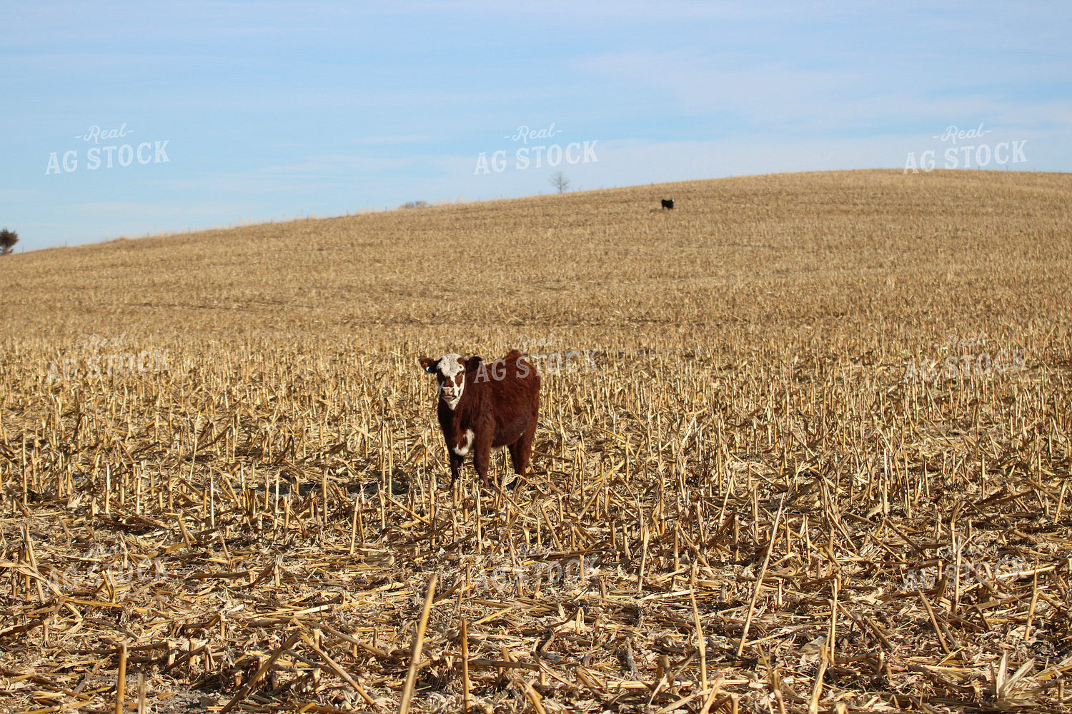 Cattle on Stalks 82372