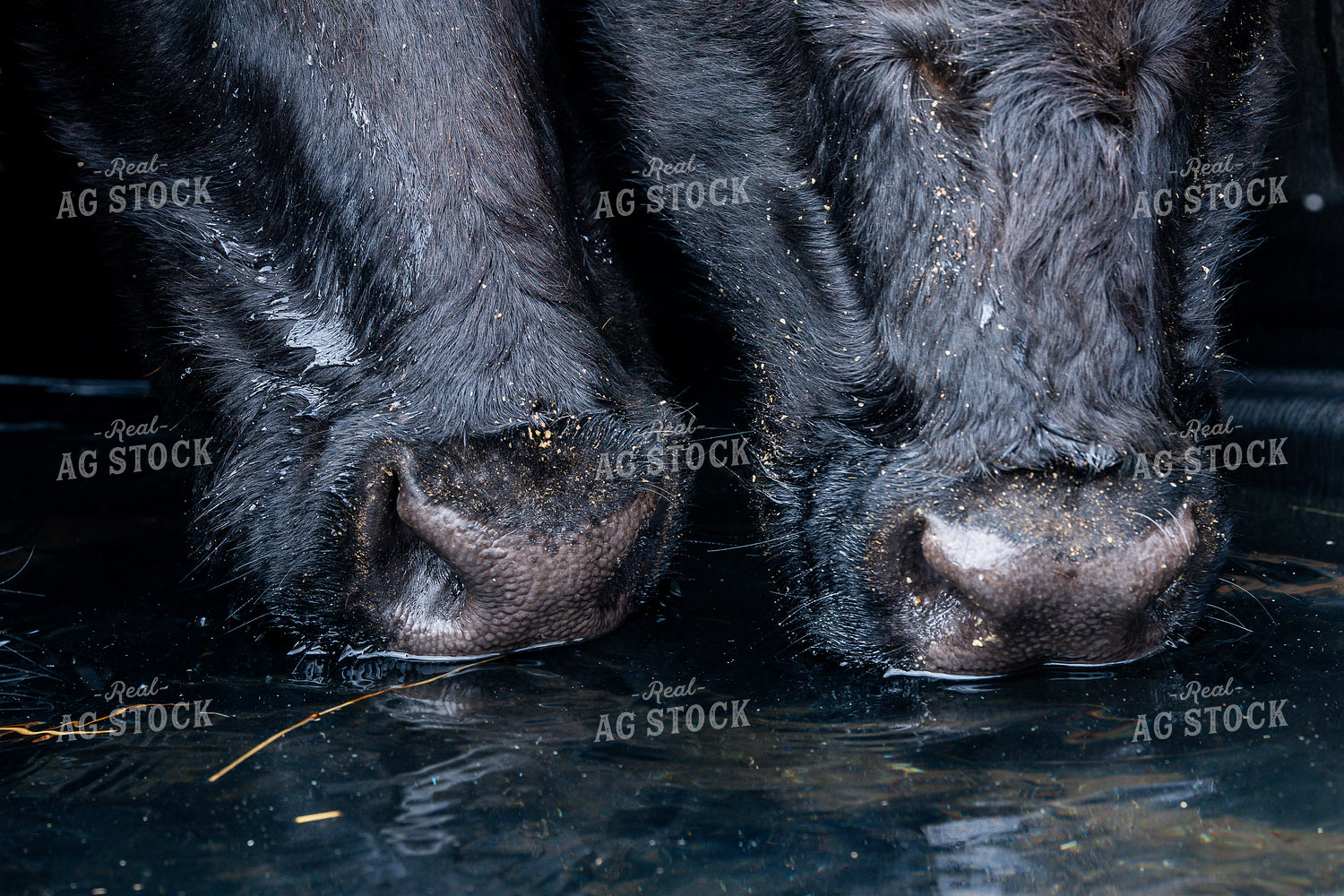 Cattle Drinking Water 192041