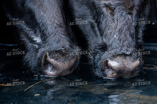 Cattle Drinking Water 192041