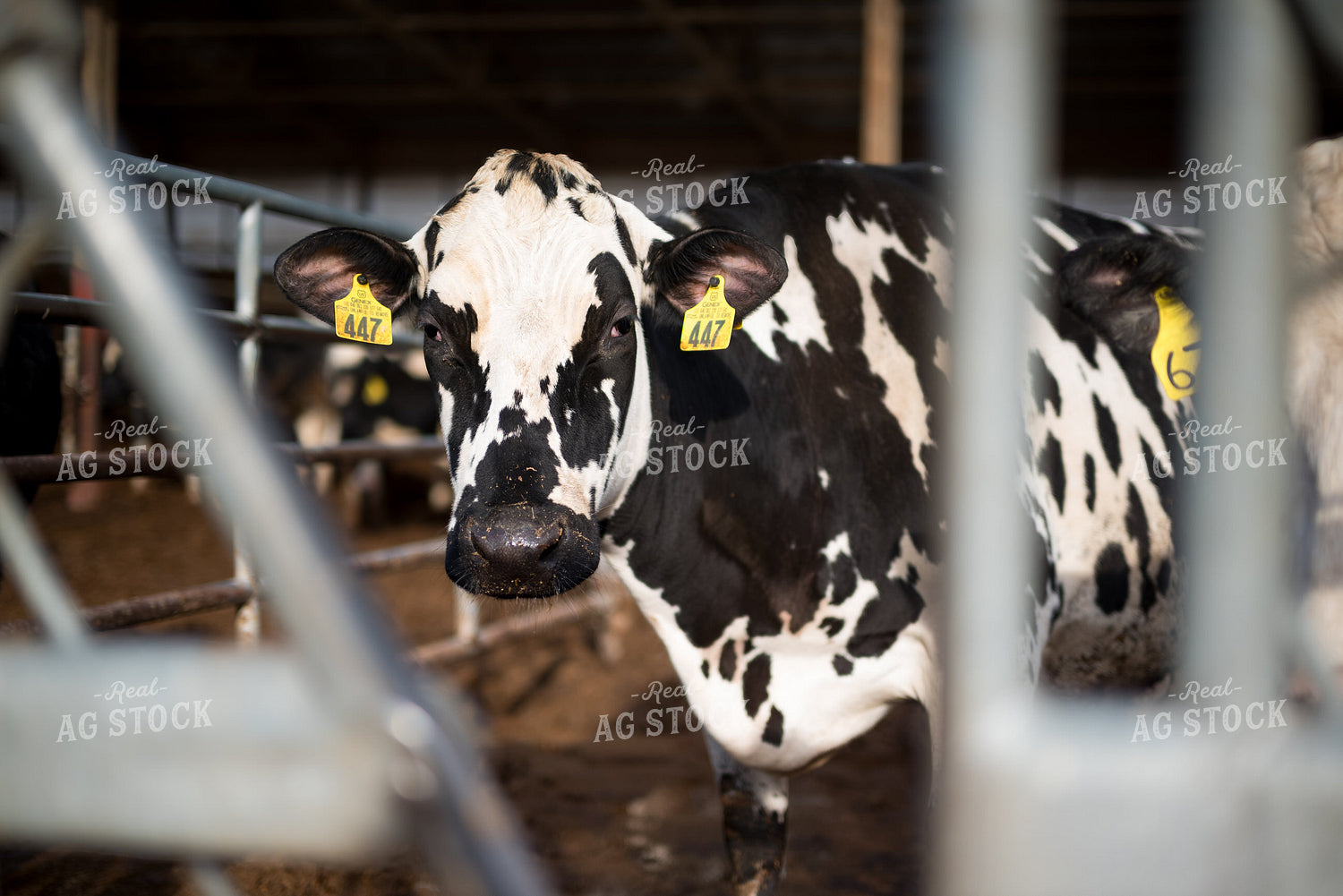 Holstein Cow  137083
