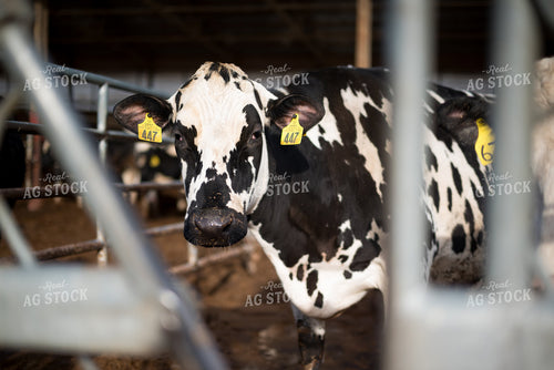 Holstein Cow  137083