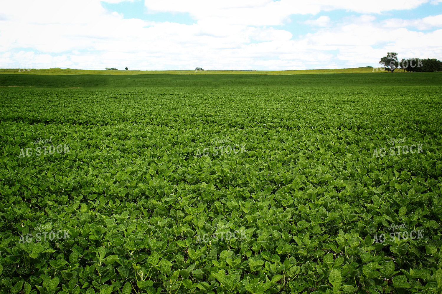Midseason Soybeans 141364