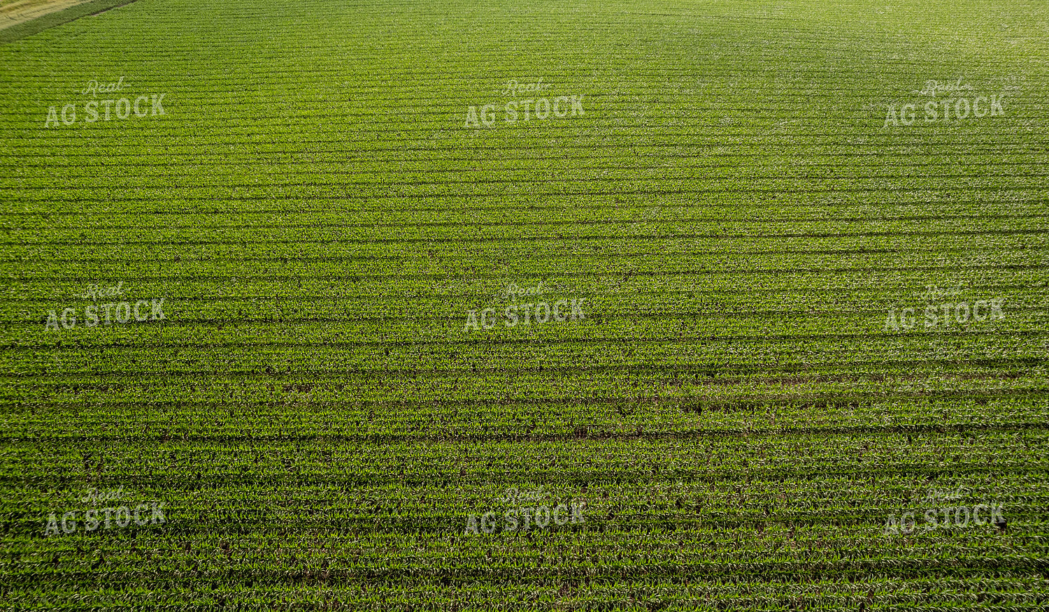 Aerial Mid-Season Corn 92020