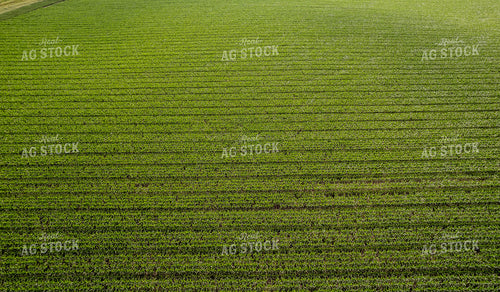 Aerial Mid-Season Corn 92020