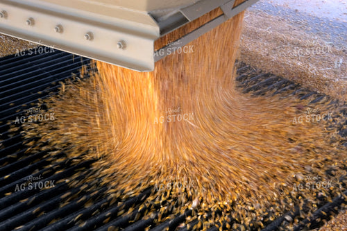 Dumping Harvested Corn 154024