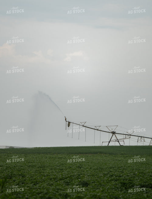 Irrigated Alfalfa Field 185141