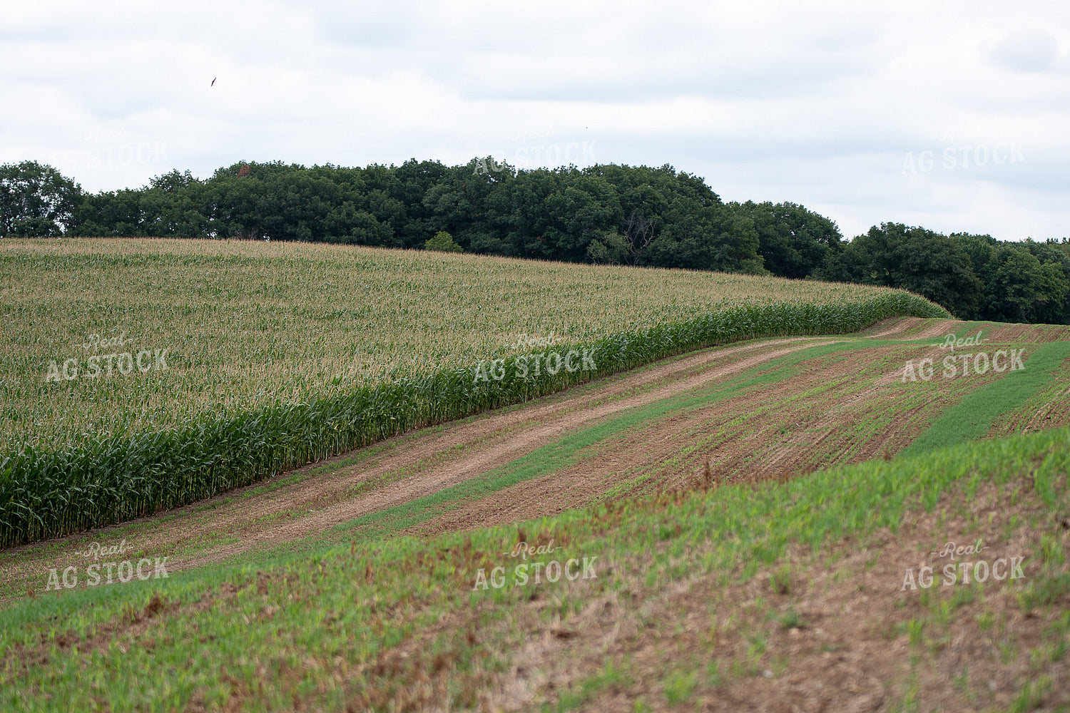 Rural Landscape 50408
