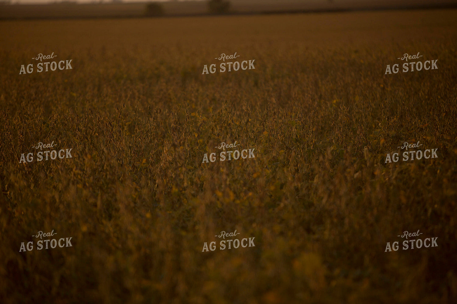 Soybeans - Dry 1521