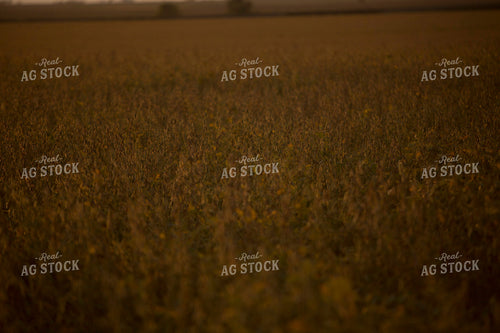 Soybeans - Dry 1521