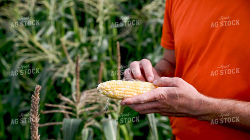 Picking Sweer Corn 25260