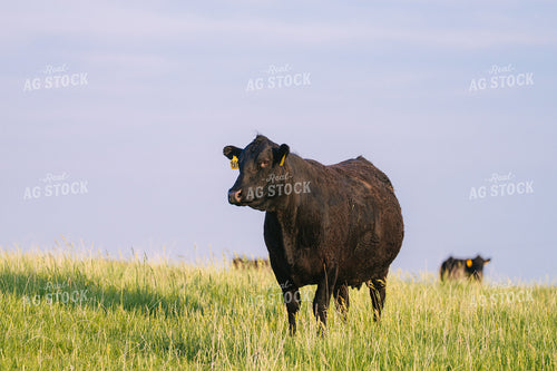 Black Angus Cattle on Pasture 68244