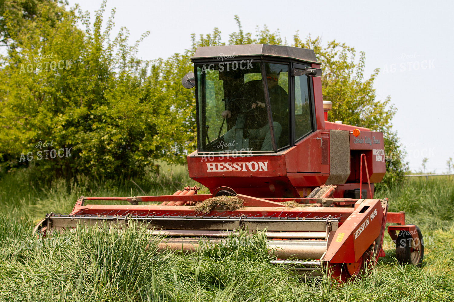 Harvesting Wheat for Baleage 157329