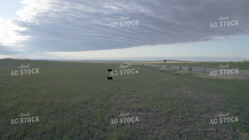 Cattle in Wyoming Pasture Drone 92045
